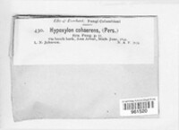 Jackrogersella cohaerens image